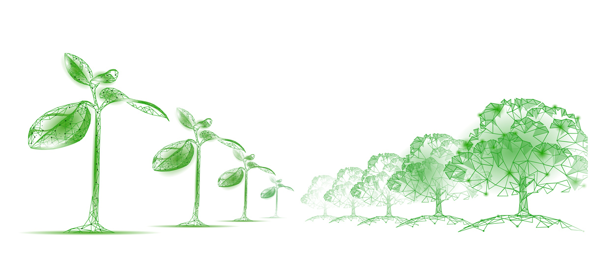 86z_sprouts_and_trees_in_rows_white_sh